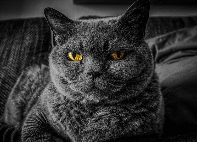 a mean cat