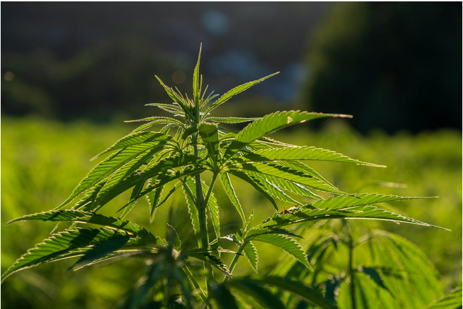 cannabis plant