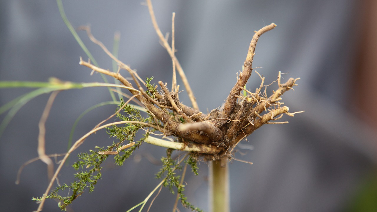 root